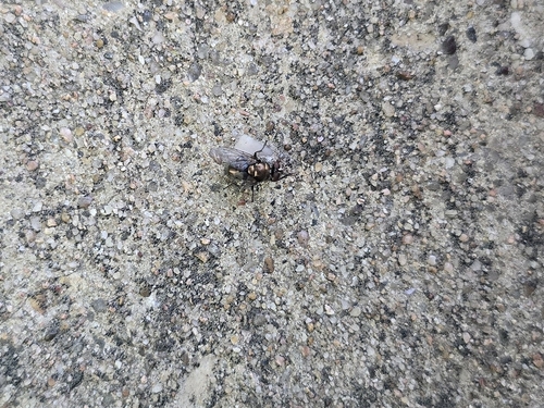 Unknown species found near Georgetown, TX 78626, USA