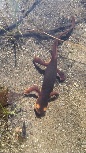 iNaturalist observation photo of Sierra Newt
