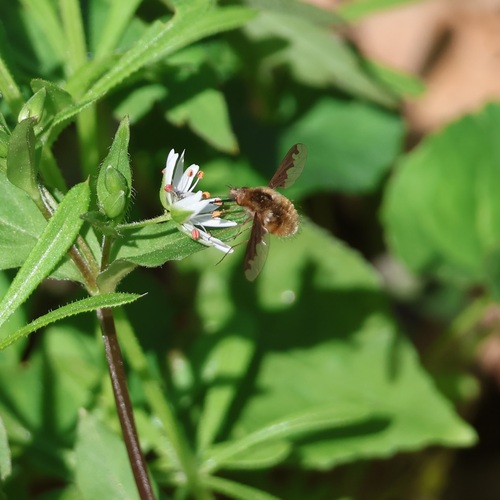 Unknown species found near Walker County, GA, USA