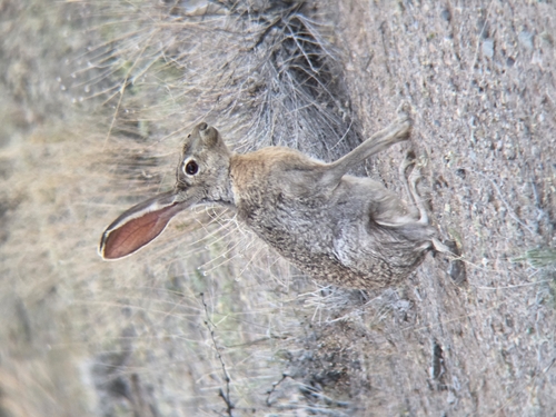 Antelope Jackrabbit observed by spencergoose