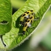 photo of Spotted Cucumber Beetle (Diabrotica undecimpunctata)