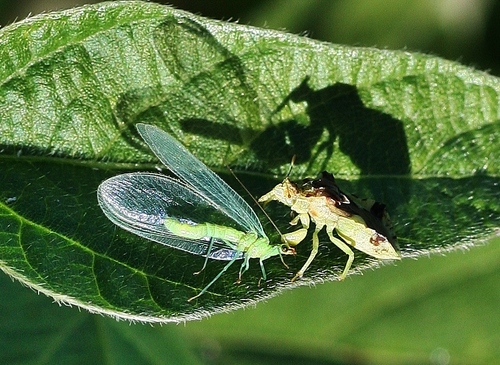 photo of Jagged Ambush Bugs (Phymata)