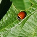 photo of Polished Lady Beetle (Cycloneda munda)