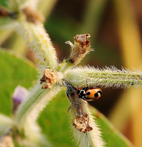 photo of Parenthesis Lady Beetle (Hippodamia parenthesis)