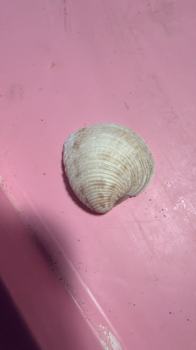 Chionopsis intapurpurea