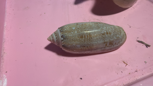 Oliva sayana