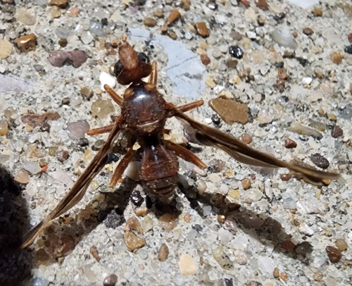 Unknown species found near Mineola, TX 75773, USA
