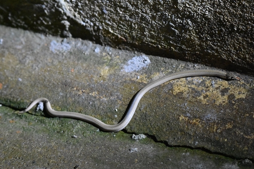 Cambodian Kukri Snake