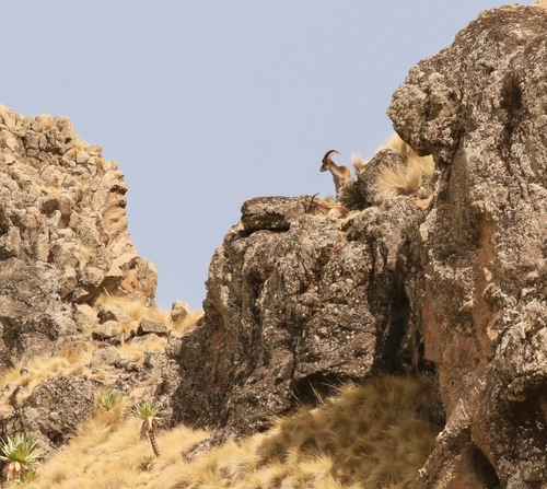 Walia Ibex