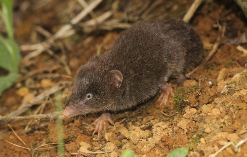Pearson's Long-clawed Shrew (Solisorex pearsoni), listed as Endangered on the IUCN Red List