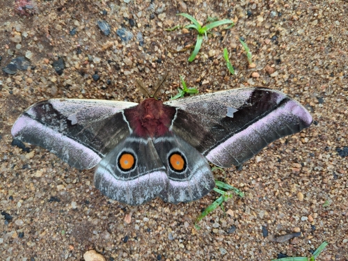 Cabbage Tree Emperor