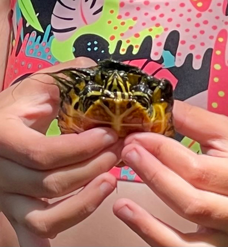 Trachemys scripta scripta