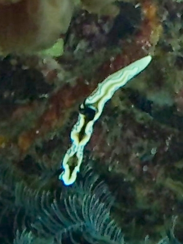 Doriprismatica atromarginata
