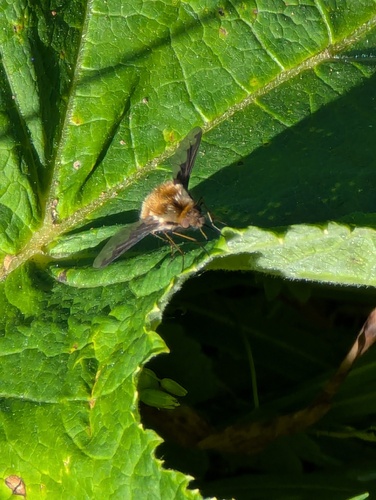 Unknown species found near San Mateo County, CA, USA