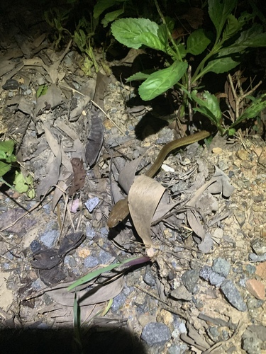 Brown Tree Snake sighting