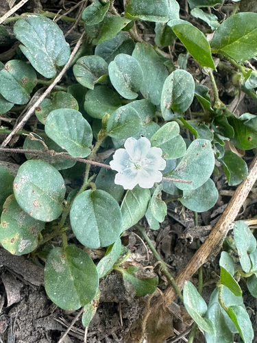 Dwarf Morning Glory (Evolvulus nummularius)