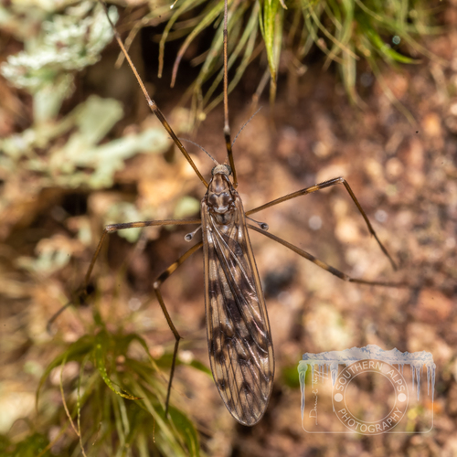 Austrolimnophila (Austrolimnophila) chrysorrhoea