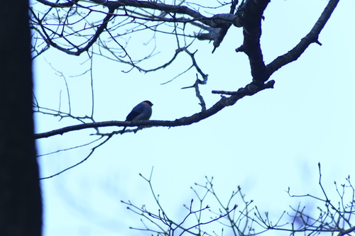 Eurasian Bullfinch