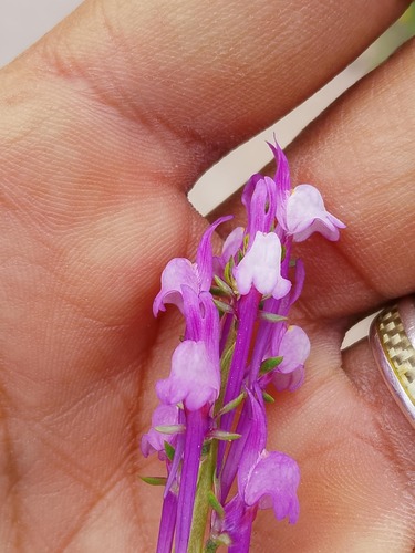 Linaria virgata