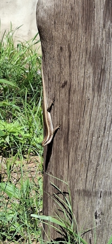 African Striped Skink