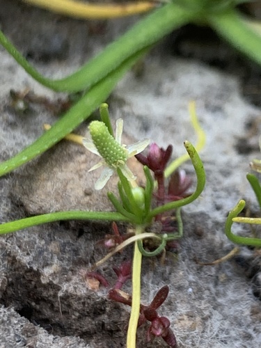 iNaturalist observation photo of Tiny Mousetail
