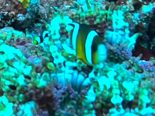 Amphiprion clarkii