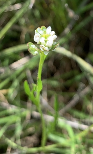 iNaturalist observation photo of Shining Pepperweed