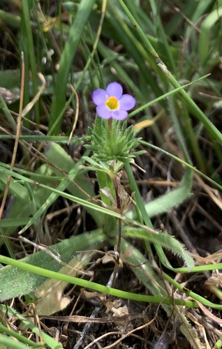 iNaturalist observation photo of Bicolor Babystars