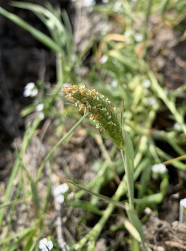 iNaturalist observation photo of Pacific foxtail