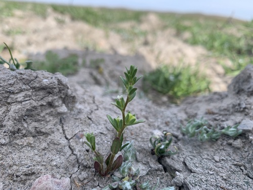 iNaturalist observation photo of hairy purslane speedwell