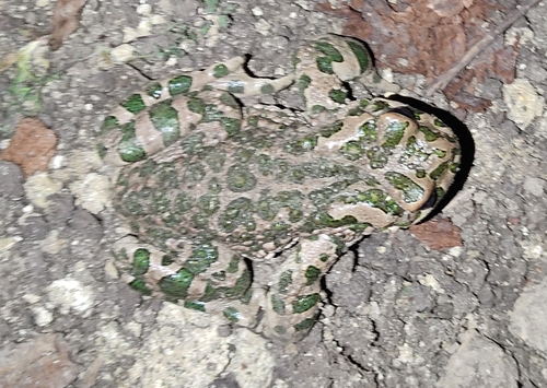Green Toad