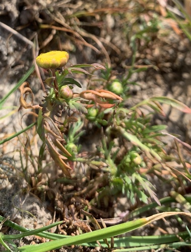 iNaturalist observation photo of Brass Buttons