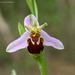 Ophrys apifera aurita - Photo (c) Leonard Worthington, all rights reserved, uploaded by Leonard Worthington