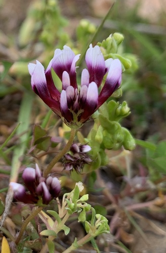 iNaturalist observation photo of variegated clover