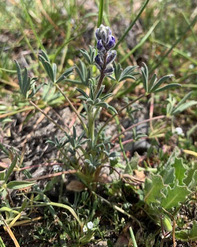 iNaturalist observation photo of Miniature Lupine