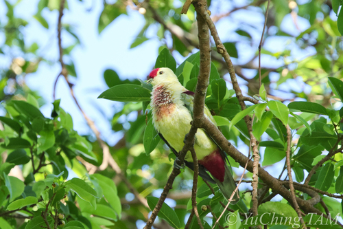 Many-coloured Fruit Dove