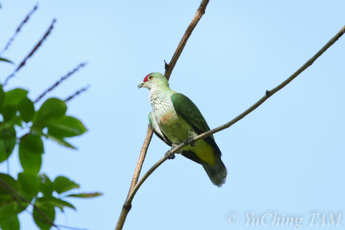 Many-coloured Fruit Dove