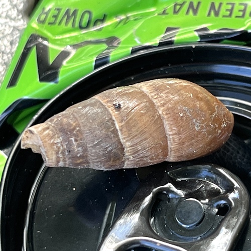 Rumina decollata