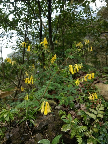 Corydalis pallida