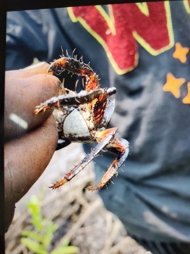 Purple Mangrove Crab