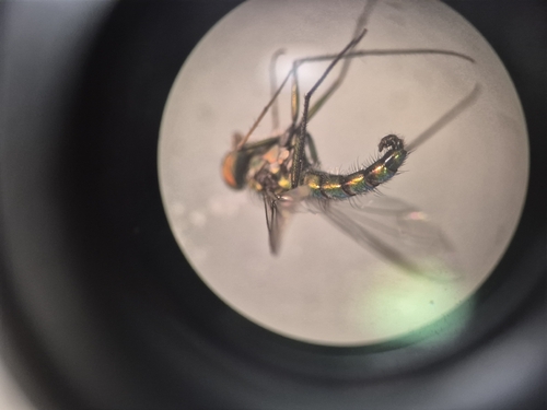 Unknown species found near Hildebrand Opp. Inc. Word Sch. Of N, San Antonio, TX 78209, USA