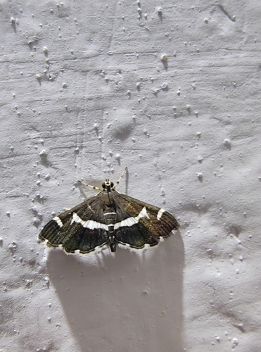 Hawaiian Beet Webworm Moth