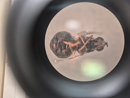 Unknown species found near Alamo Heights, San Antonio, TX, USA