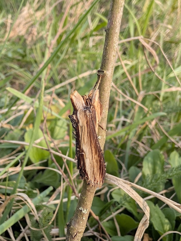 Mullein Moth from 7091 Breitenbrunn, Österreich on March 24, 2026 at 04 ...