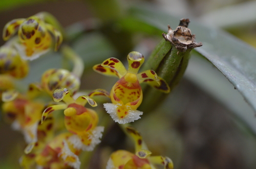 Gastrochilus calceolaris
