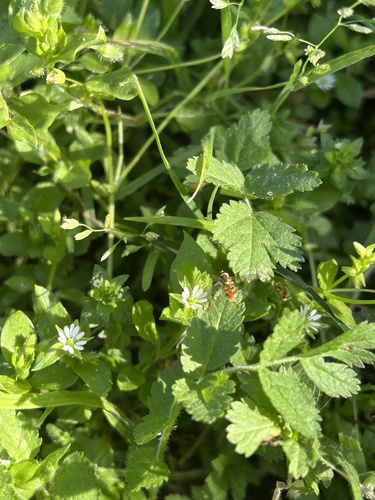 Unknown species found near Southern California University of Health Sciences, East Whittier, CA, US