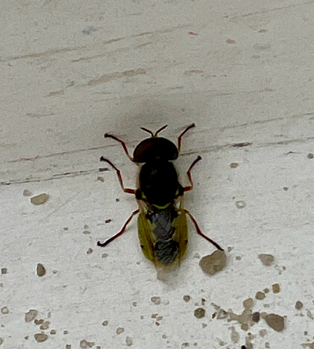 Unknown species found near Marguerite Ave, Newport Beach, CA, US