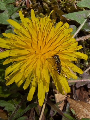 Unknown species found near Cherokee Orchard Rd, Gatlinburg, TN, US