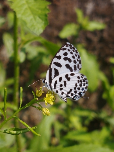 Common Pierrot