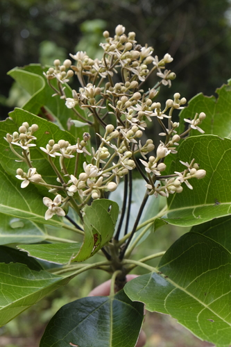 Hernandia cordigera